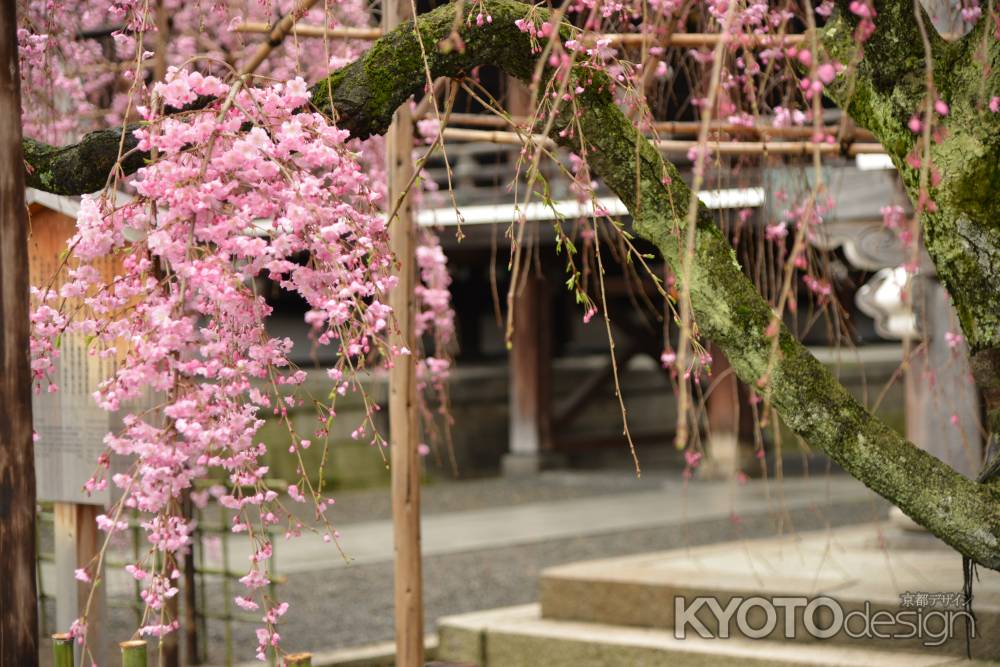 佛光寺　桜１３