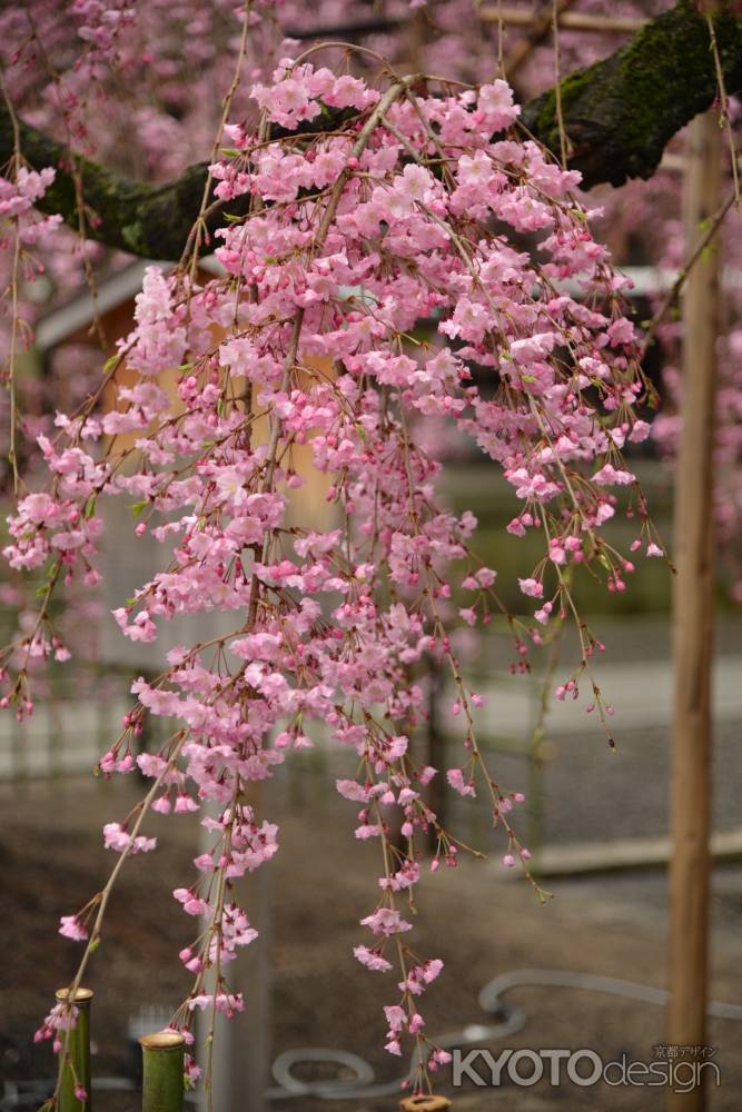 佛光寺　桜１４