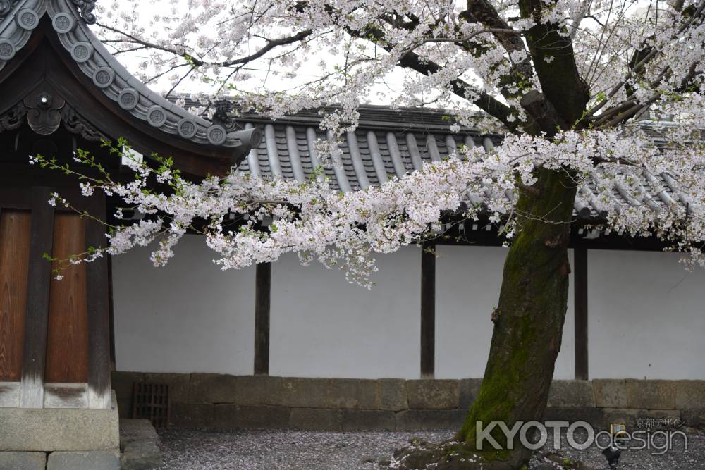 佛光寺　桜１５