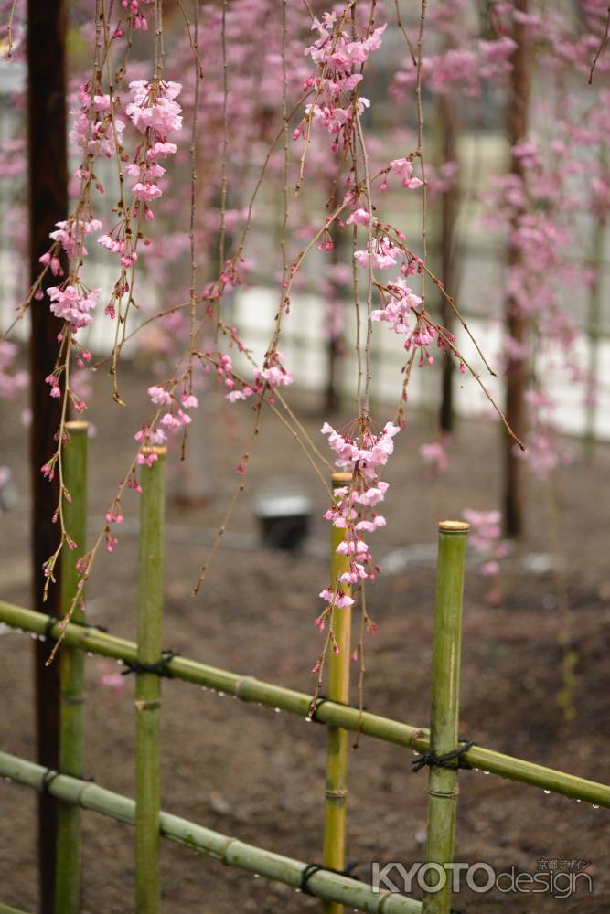 佛光寺　桜１６