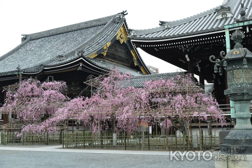 佛光寺　桜２４