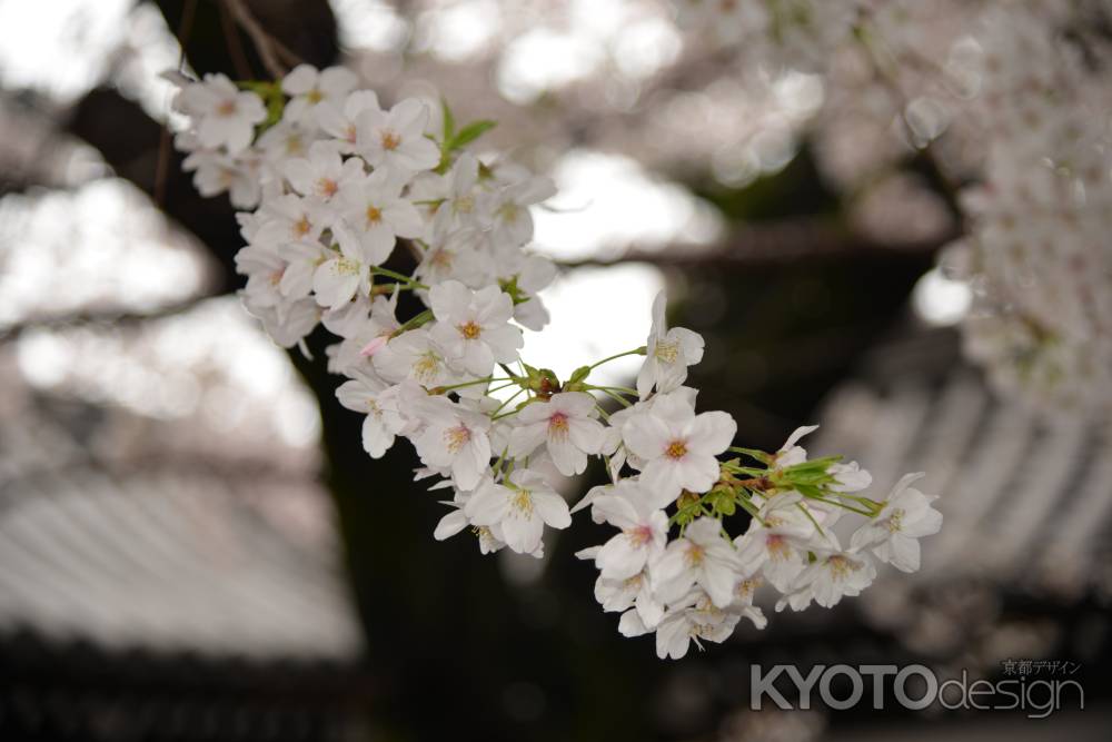 佛光寺　桜２５