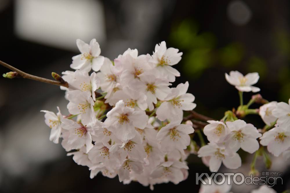 佛光寺　桜１７