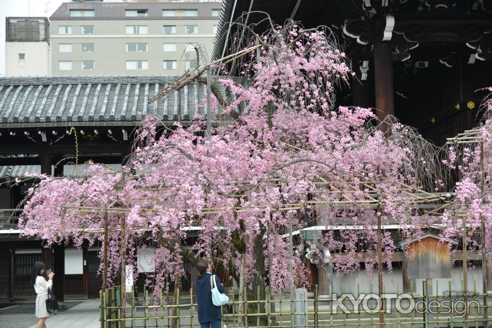 佛光寺　桜１９