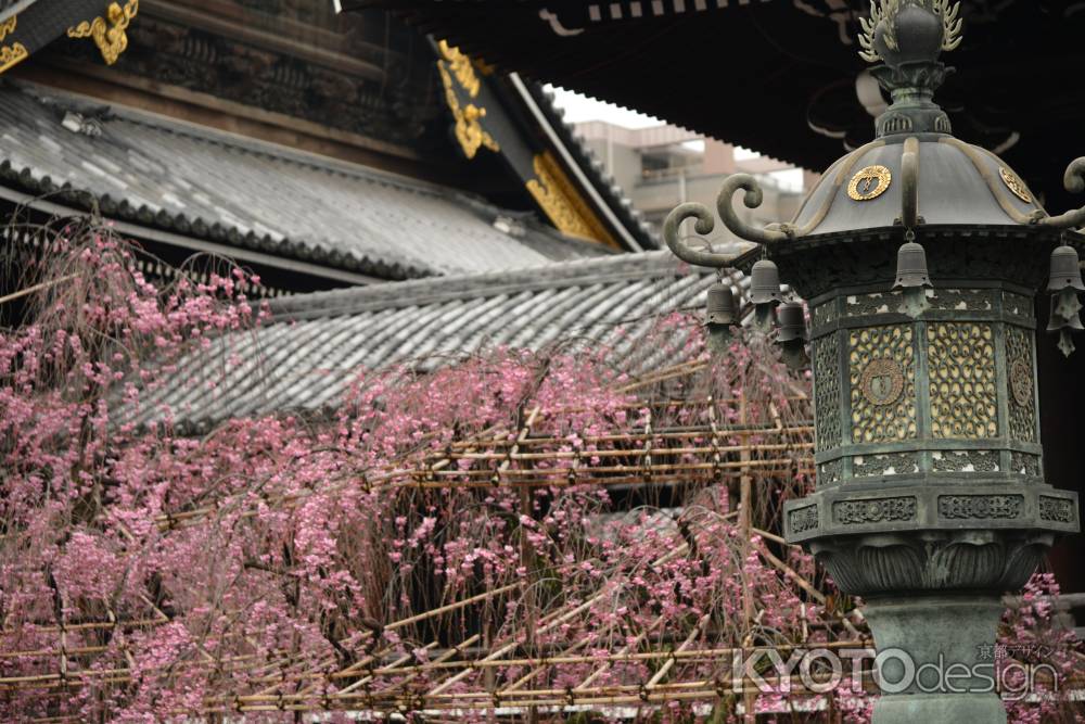 佛光寺　桜２０