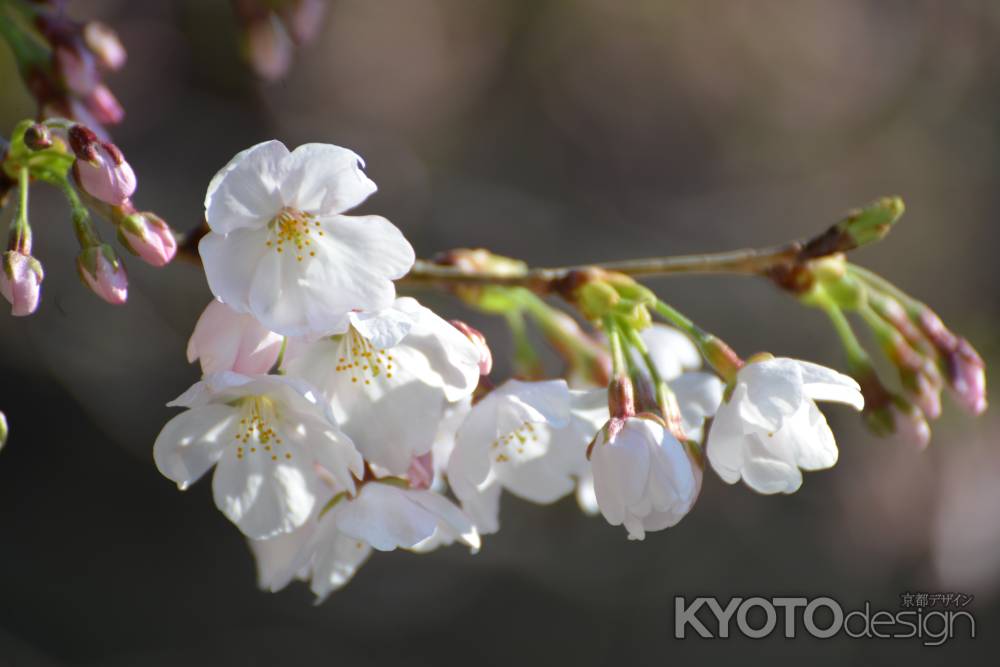 佛光寺　桜２１