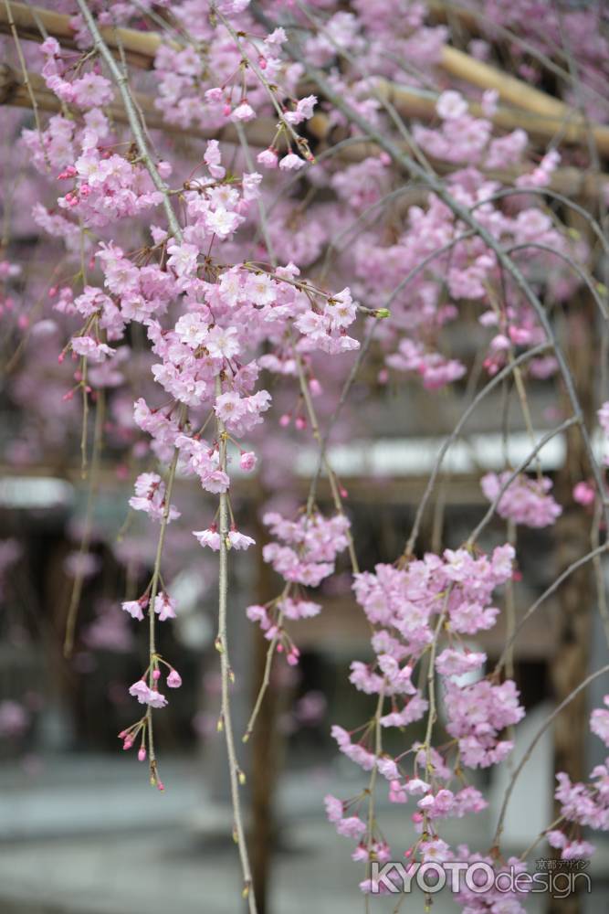 佛光寺　桜２２