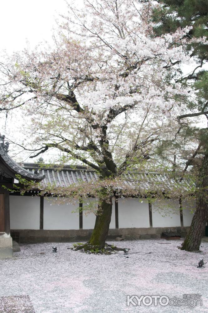 佛光寺　桜２３