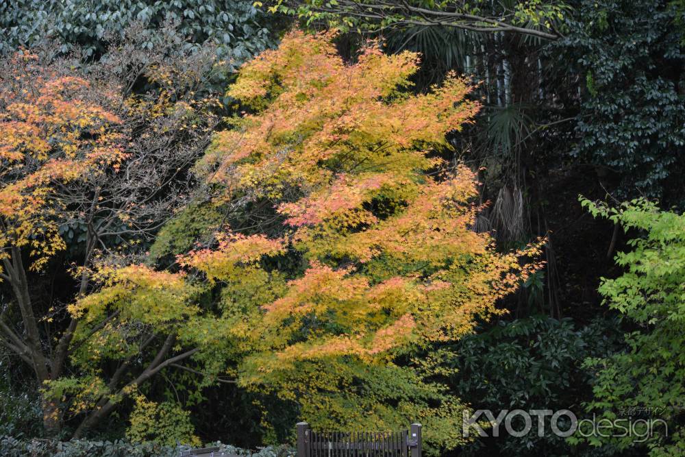 泉涌寺　紅葉１