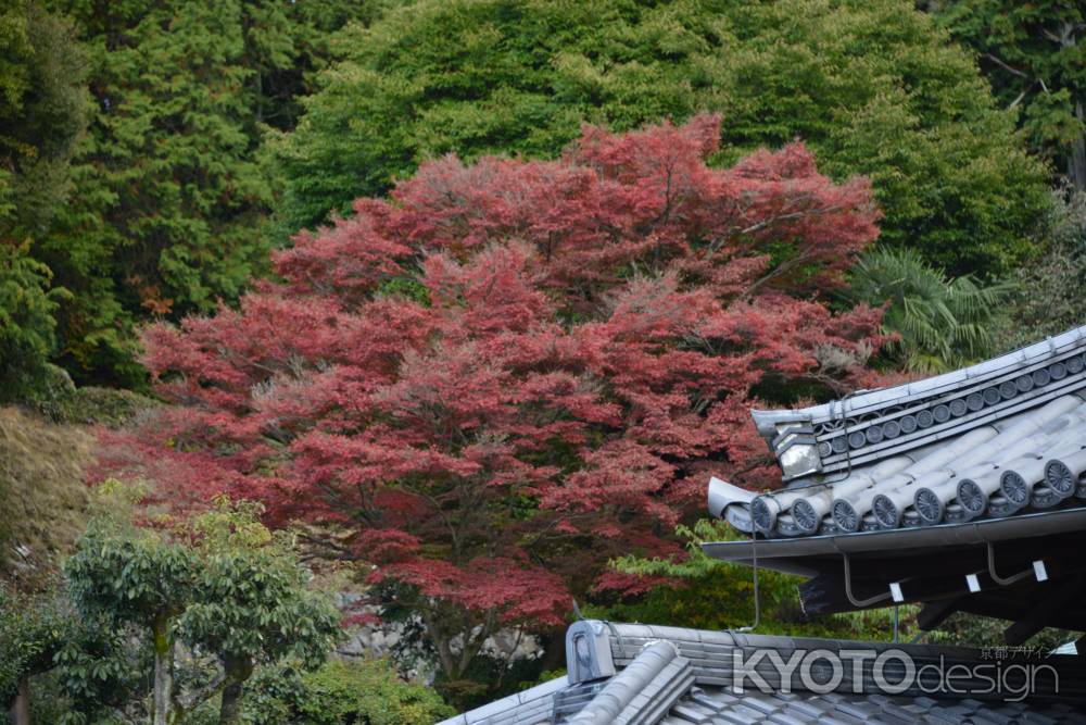 泉涌寺　紅葉３