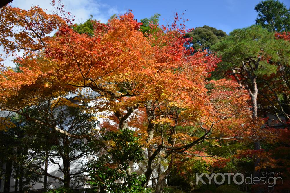 泉涌寺 紅葉5