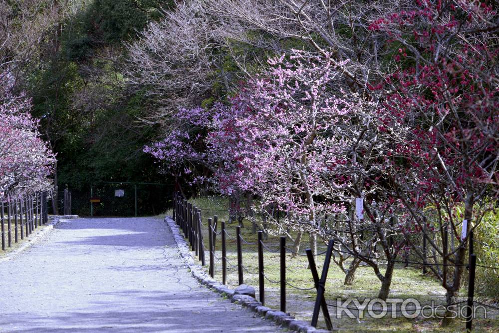 長岡天満宮　2018梅９