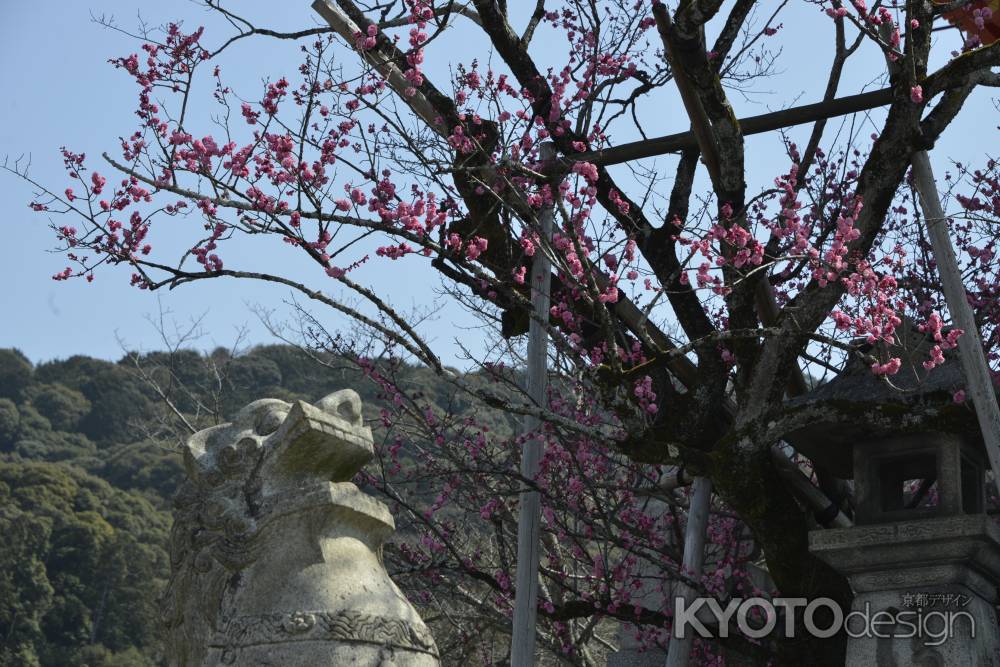 清水寺　狛犬と梅