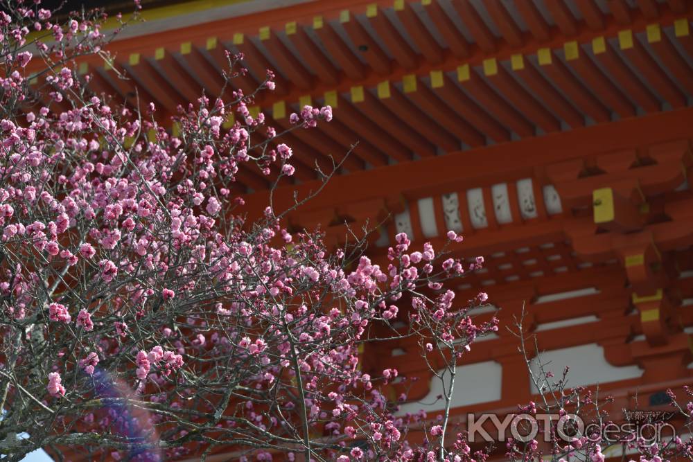 清水寺　仁王門と梅４