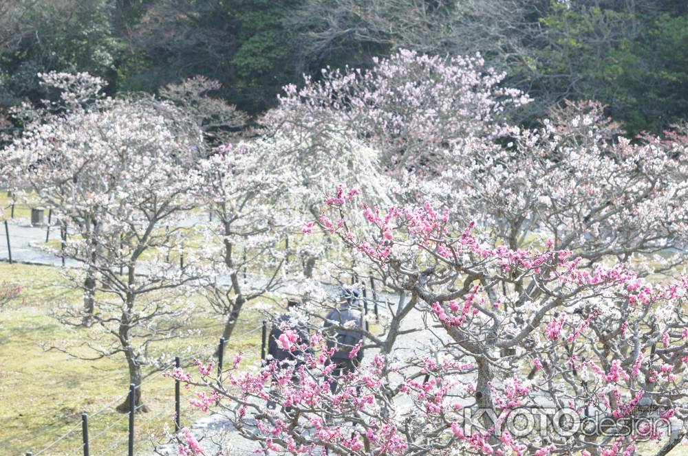 梅林公園１