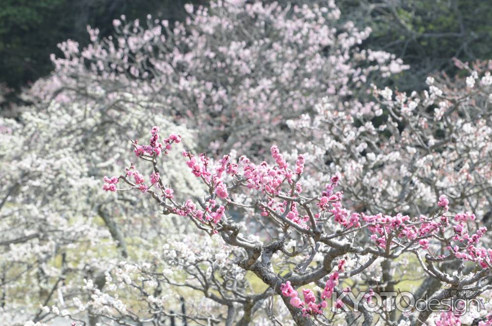梅林公園２