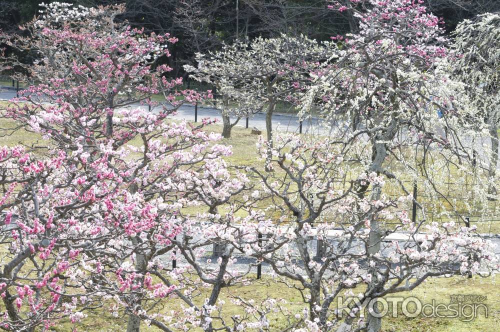 梅林公園３