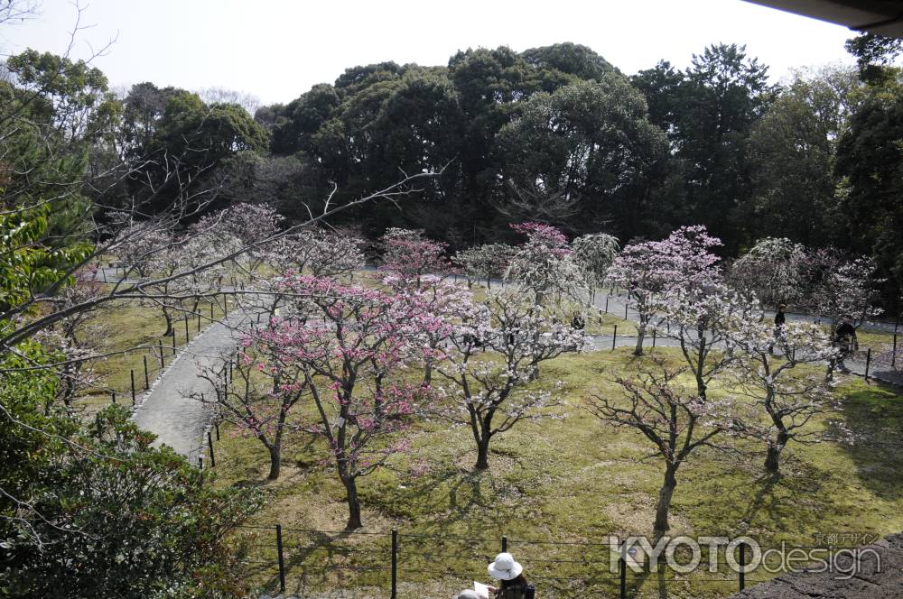 梅林公園５