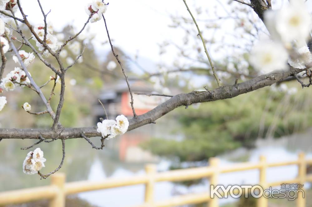 2015長岡天満宮 梅1