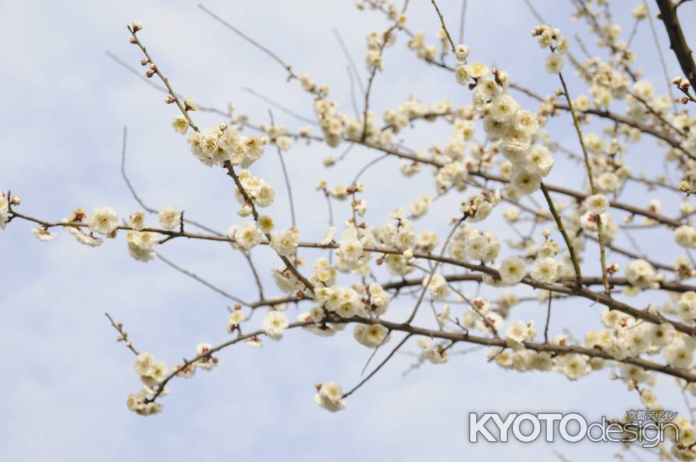 2015長岡天満宮 梅3