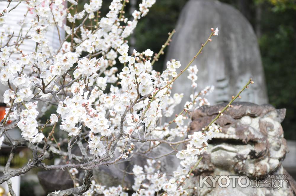 2015長岡天満宮 梅6