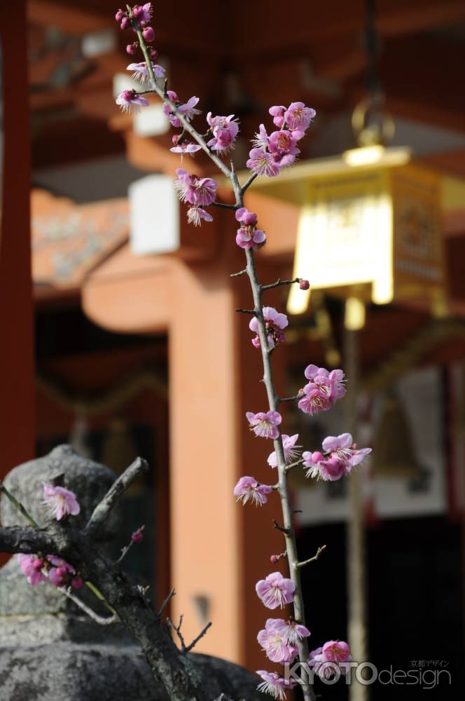 2015長岡天満宮 梅7