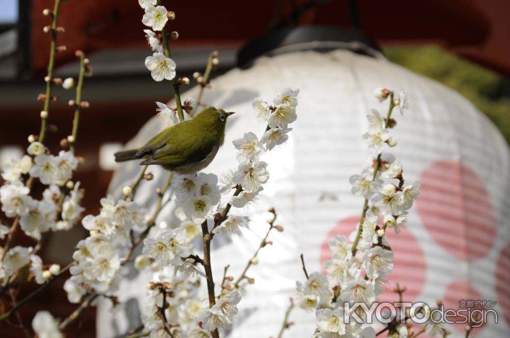2015長岡天満宮 めじろと梅3