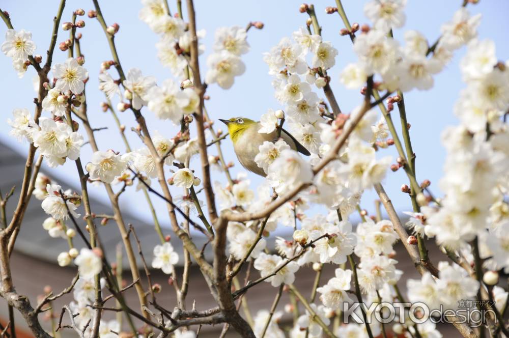 長岡天満宮2015 めじろと梅6