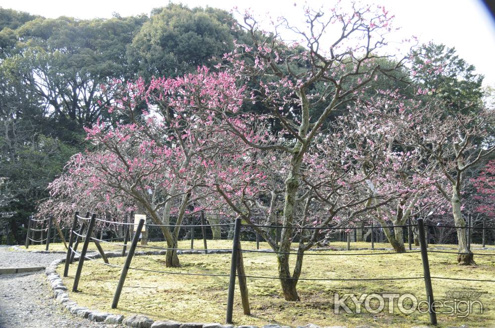 長岡天満宮2015 梅10