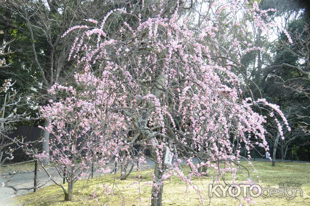 長岡天満宮2015 梅11