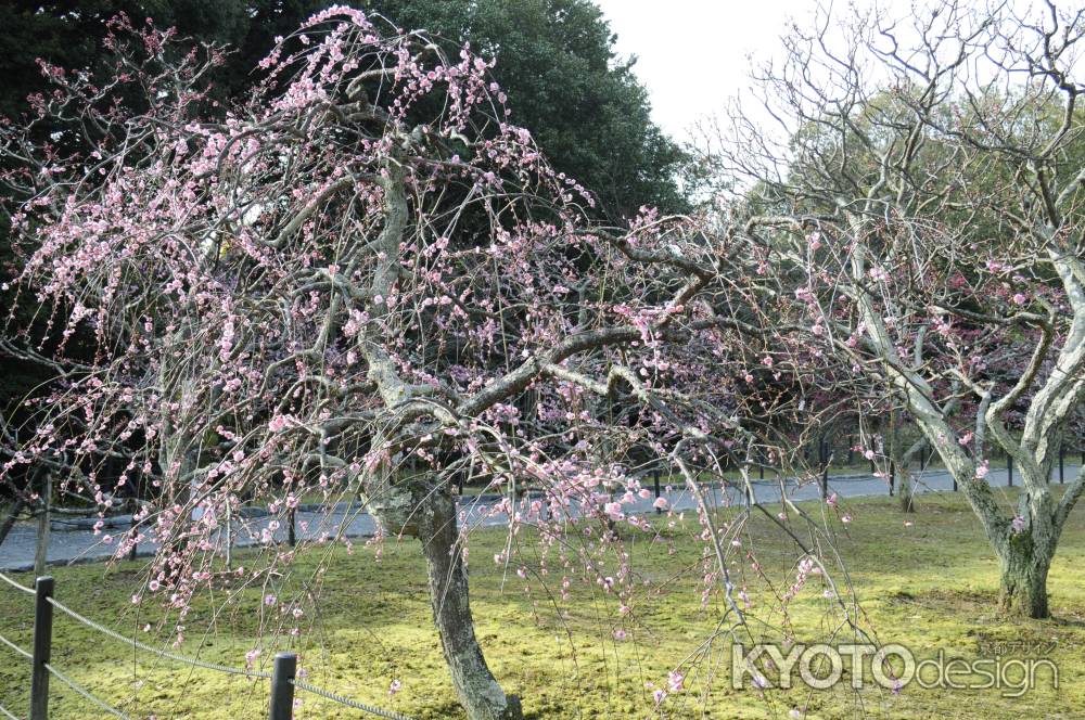 長岡天満宮2015 梅１５