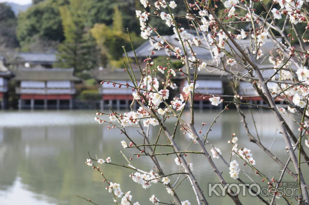 長岡天満宮2015 梅２１