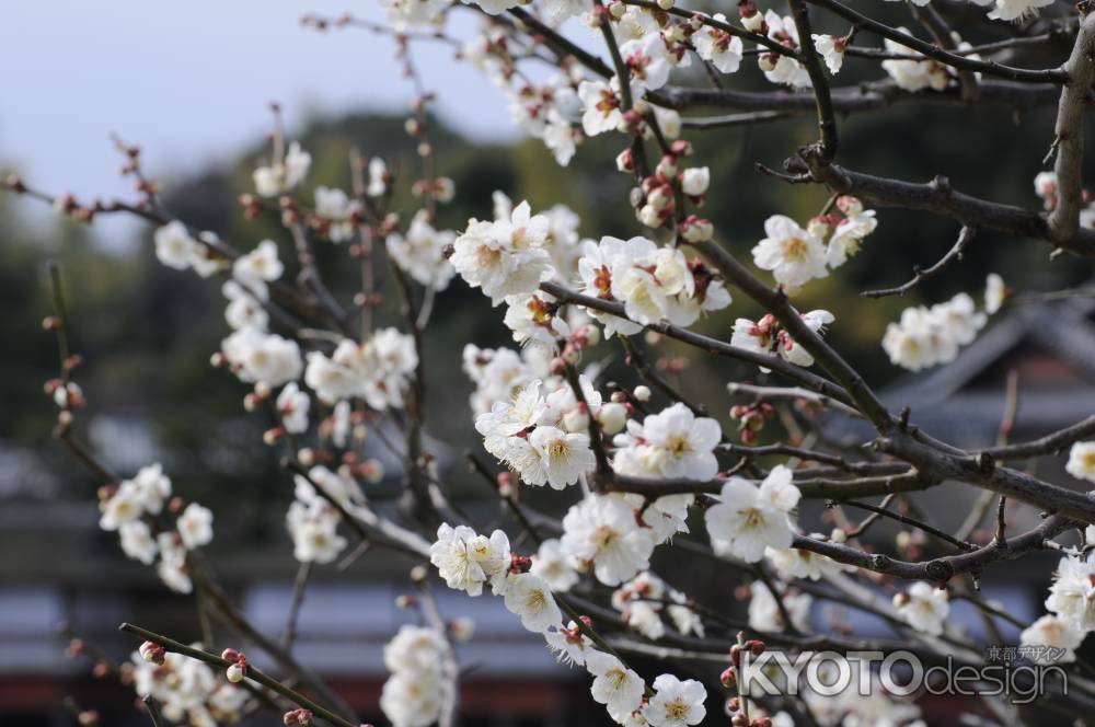 長岡天満宮2015 梅２６