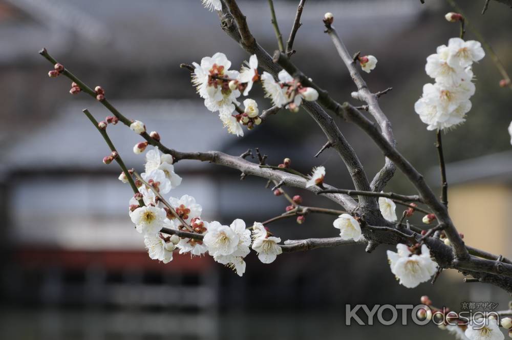 長岡天満宮2015 梅２７