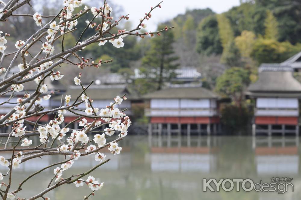 長岡天満宮2015 梅２５