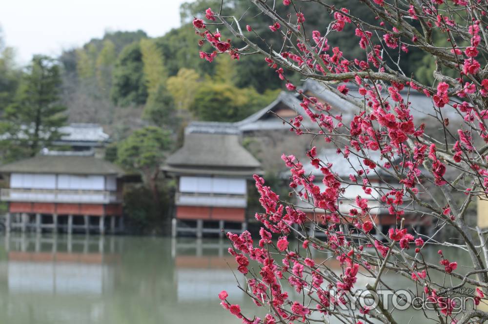 長岡天満宮2015 梅２７
