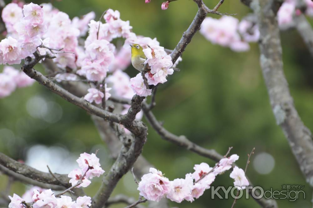 長岡天満宮2015 めじろと梅７