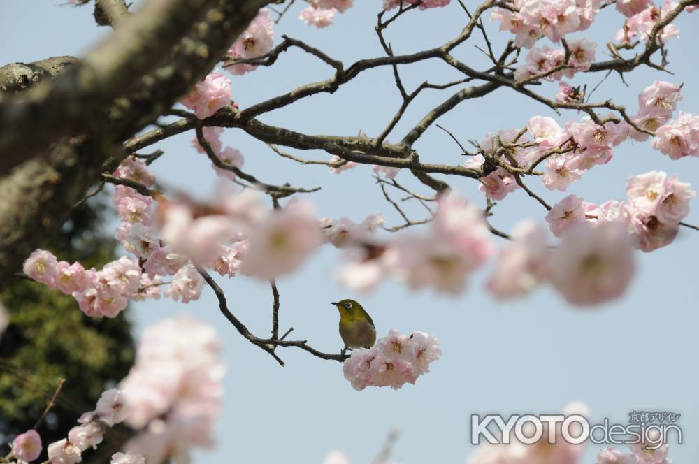 長岡天満宮2015 めじろと梅１１