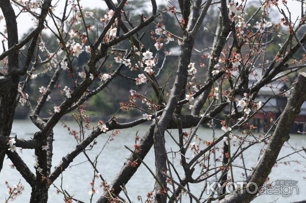長岡天満宮2015 梅３８