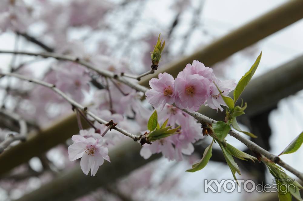 佛光寺　桜２