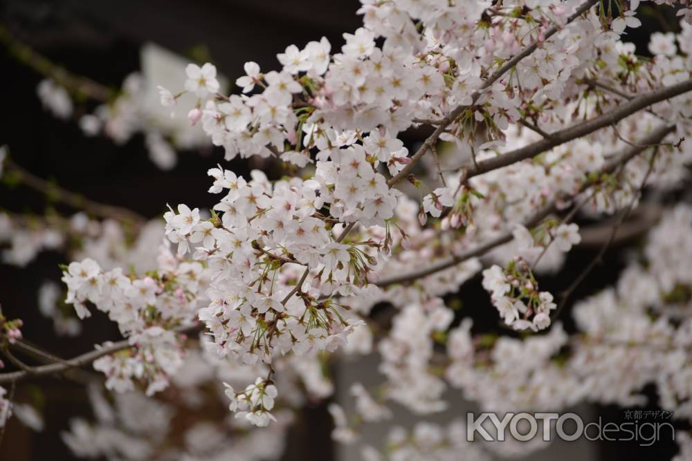 佛光寺　桜６