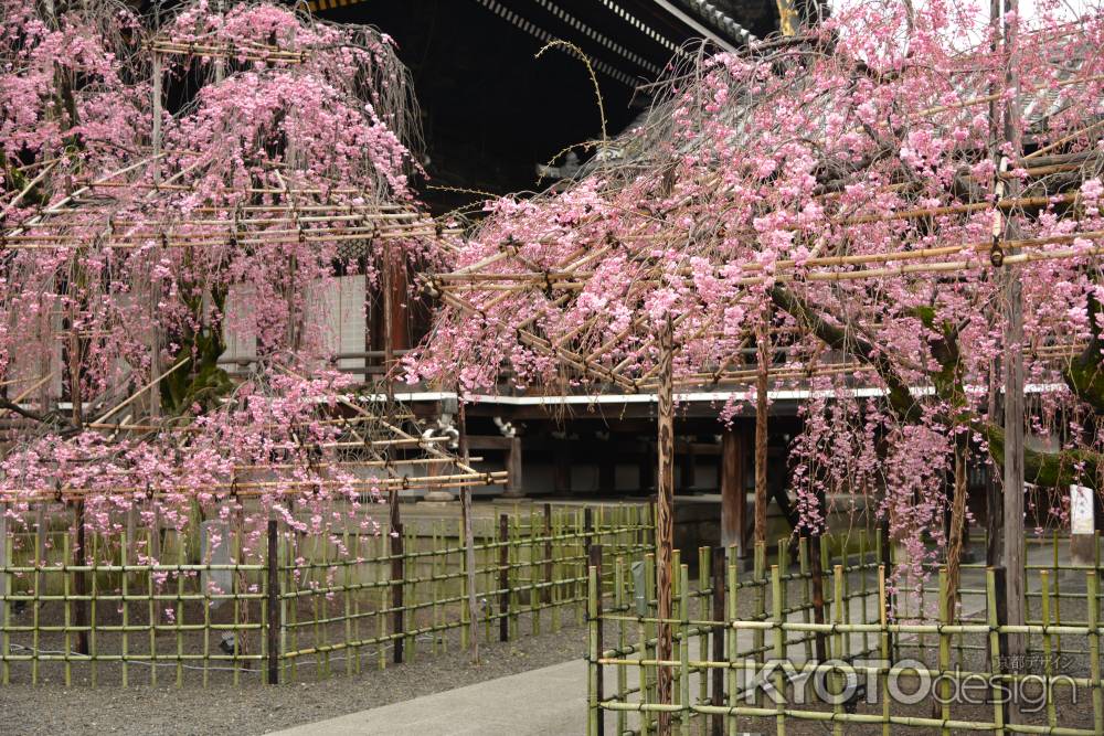 佛光寺　2017枝垂れ桜１