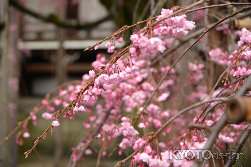 佛光寺　2017枝垂れ桜２