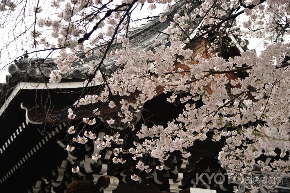 佛光寺　2017桜８