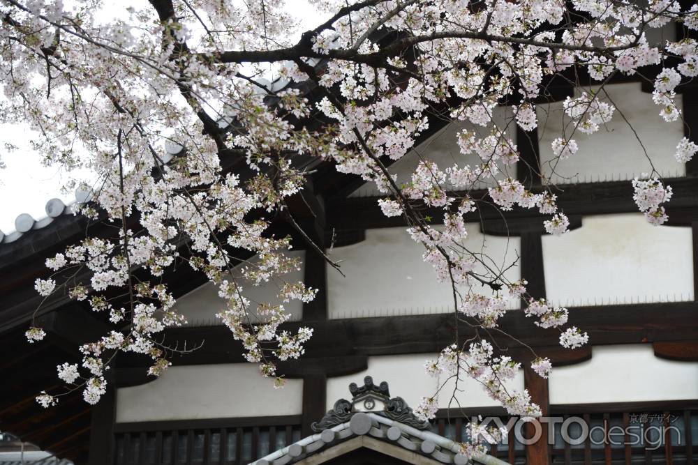 佛光寺　2017桜１１