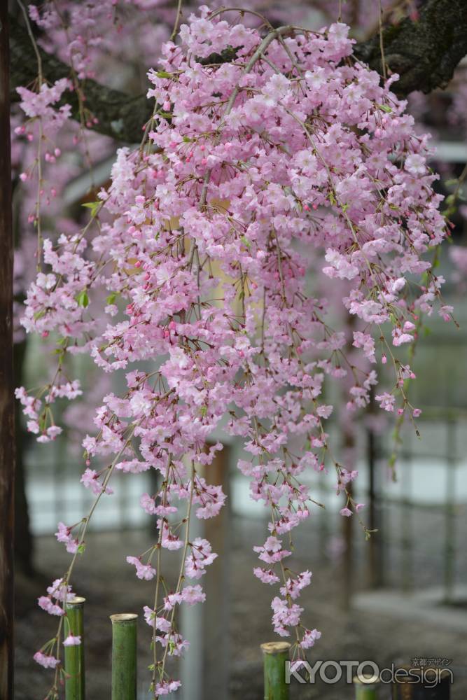 佛光寺　2017枝垂れ桜３