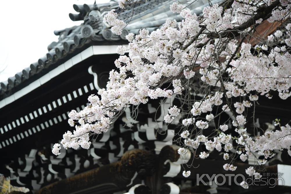 佛光寺　2017桜１２