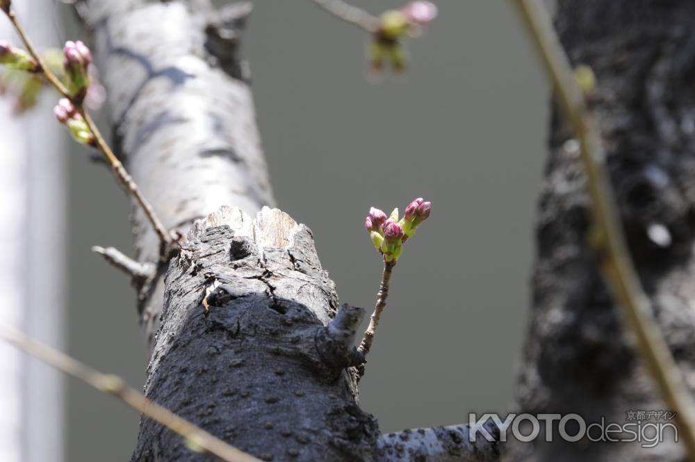 佛光寺　2018桜のつぼみ