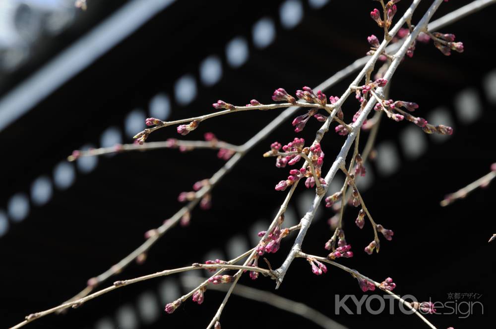 佛光寺　2018つぼみ３