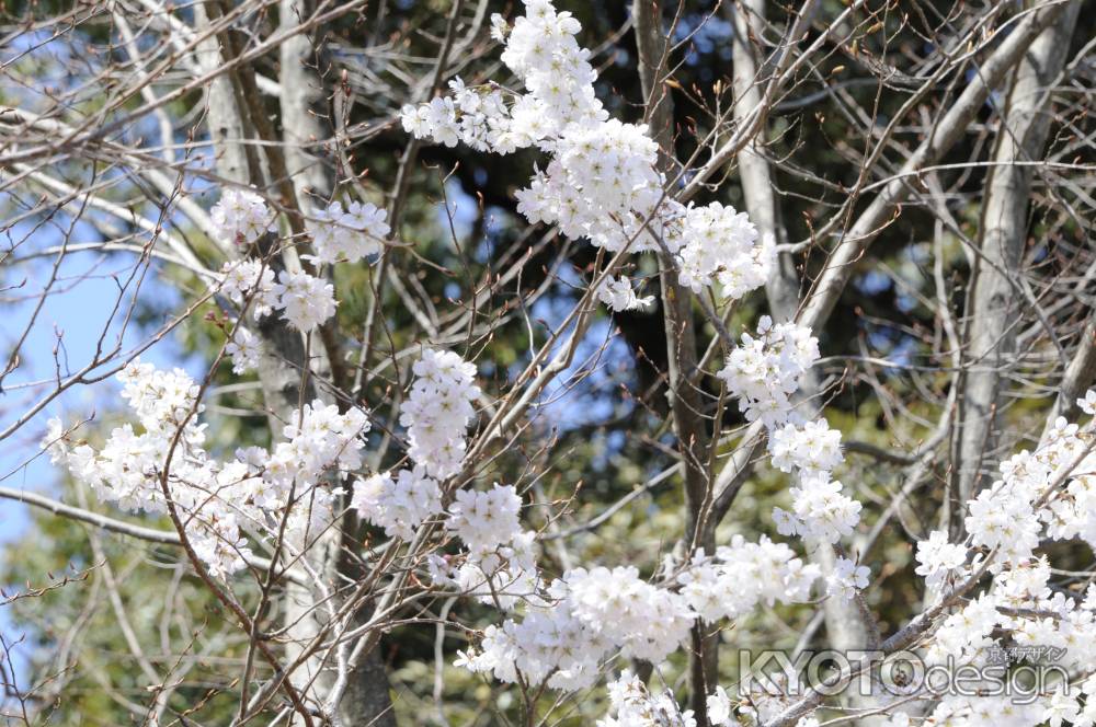 京都府立植物園　2018桜１